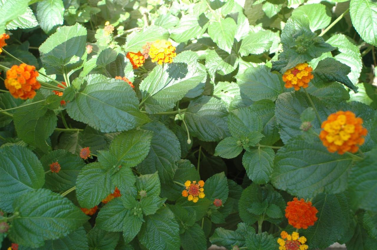 Villa Sol 艾姆布里亚布拉瓦 外观 照片